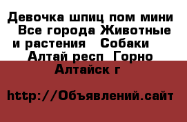 Девочка шпиц пом мини - Все города Животные и растения » Собаки   . Алтай респ.,Горно-Алтайск г.